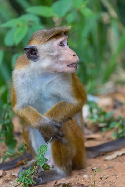 Tayland Daki Tropikal Ormanda Maymunlar — Stok fotoğraf