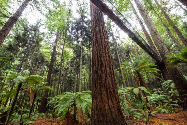 Nieuw Zeelandse Tropische Jungle Bos Groene Natuurlijke Achtergrond — Stockfoto