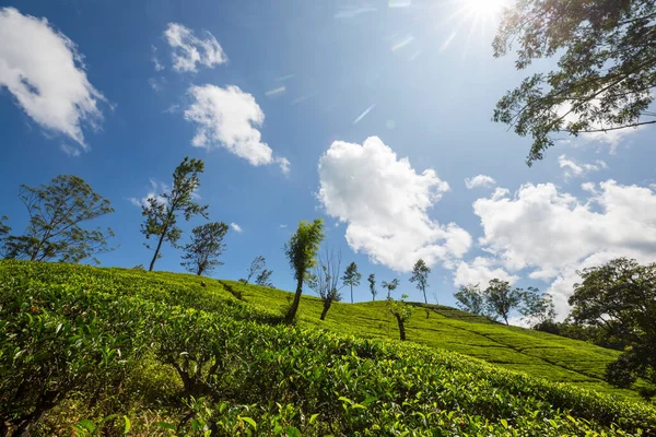 Sri Lanka Yeşil Doğal Manzara Çay Çiftliği — Stok fotoğraf