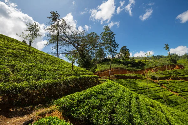 Groene Natuurlijke Landschappen Theeplantage Sri Lanka — Stockfoto