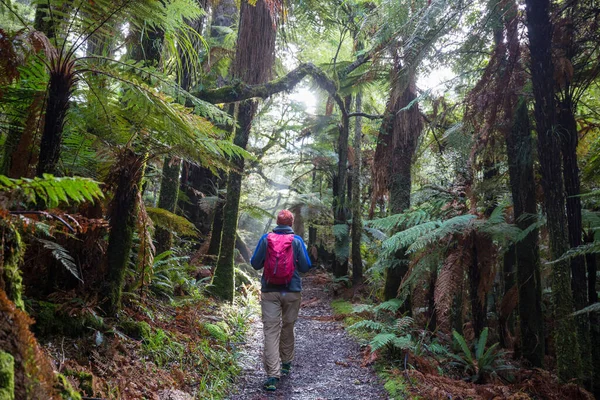 Hiker Walks Beautiful Rain Forest New Zealand — Stock Photo, Image