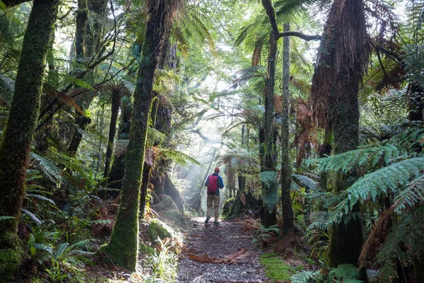 Egy Túrázó Sétál Egy Gyönyörű Esőerdőn Zélandon — Stock Fotó