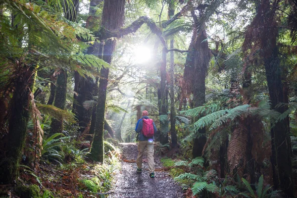 Wędrowiec Spaceruje Przez Piękny Las Deszczowy Nowej Zelandii — Zdjęcie stockowe