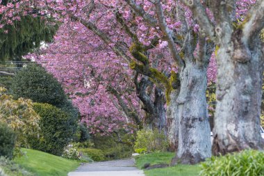 Sakura Kirazı sokağın ortasında çiçek açıyor.