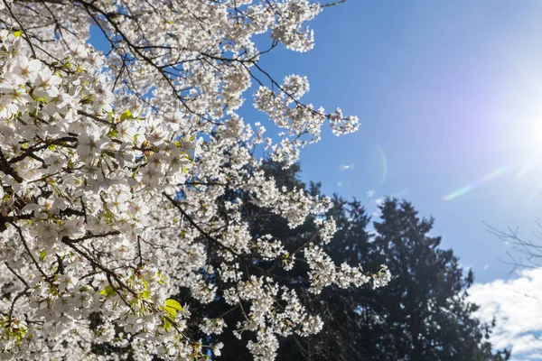 春天花园里盛开的树 春天概念背景 — 图库照片