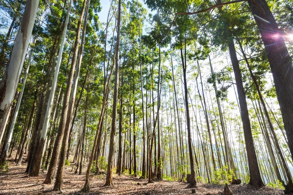 Eukalyptusskog Sri Lanka — Stockfoto