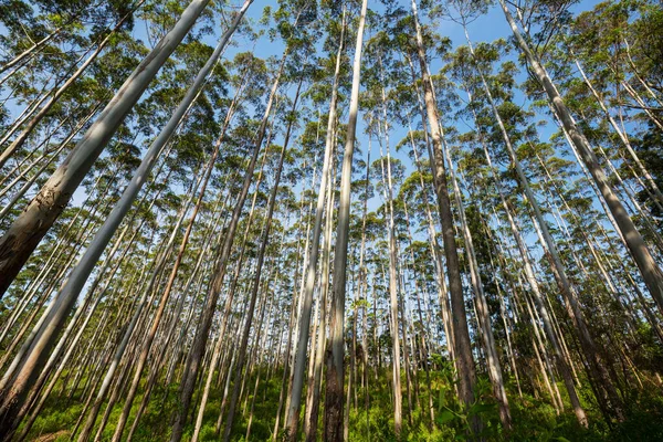 Eukaliptusz Erdő Srí Lankán — Stock Fotó