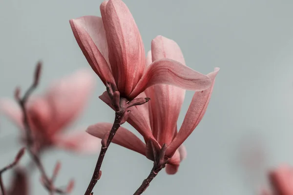 Wiosenne Tło Magnolia Kwiaty Kwitną Pod Błękitnym Niebem — Zdjęcie stockowe