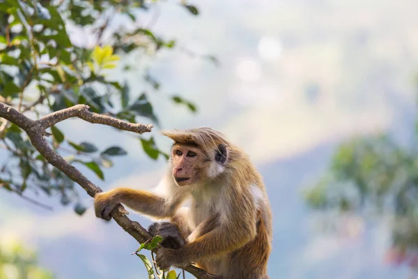 Opice Tropickém Lese Thajsku — Stock fotografie