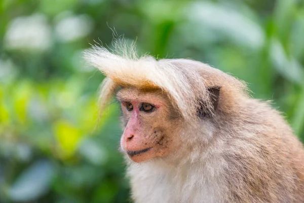 Macacos Floresta Tropical Tailândia — Fotografia de Stock
