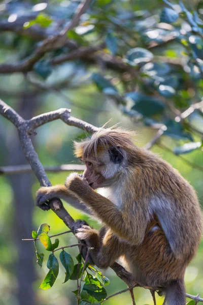 Scimmie Nella Foresta Tropicale Thailandia — Foto Stock