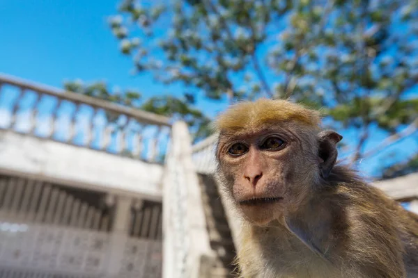 타이의 열대림에서 식하는 원숭이들 — 스톡 사진