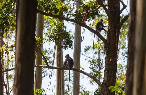 Macacos Floresta Tropical Tailândia — Fotografia de Stock