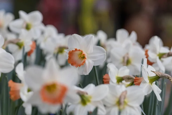 Narcissus Blommor Vårsäsongen — Stockfoto