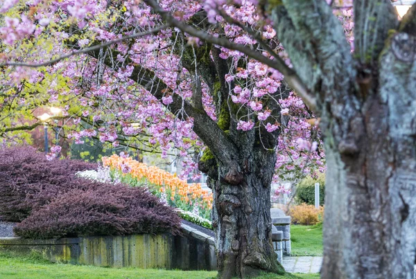 Temporada Primavera Parque Ciudad — Foto de Stock