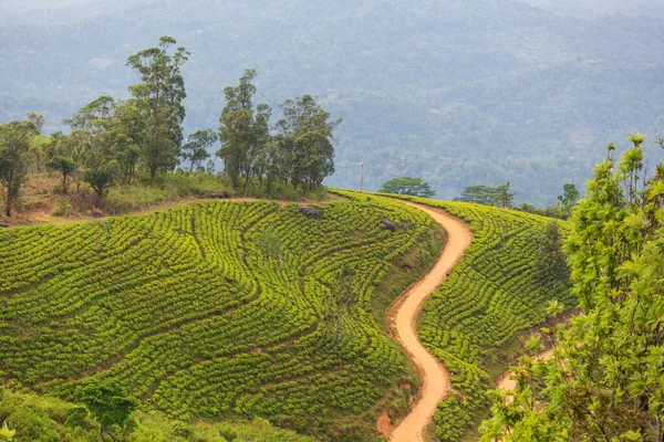 Groene Natuurlijke Landschappen Theeplantage Sri Lanka — Stockfoto