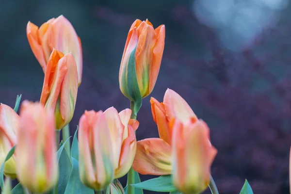 Grupa Kolorowych Tulipanów Wiosennym Ogrodzie Jasne Kolorowe Tło Zdjęcia Tulipanów — Zdjęcie stockowe