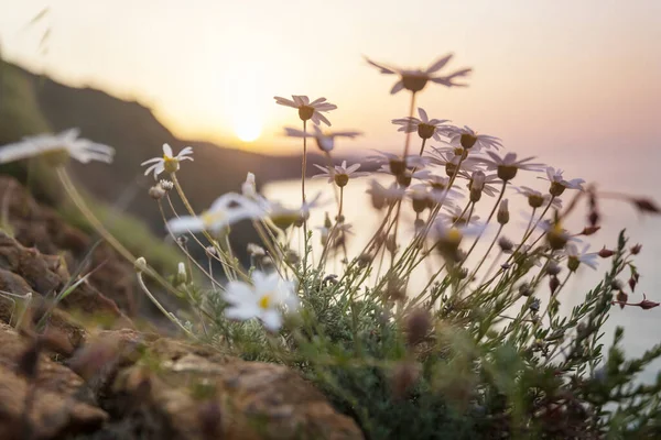 Yaz Otlağında Yabani Çiçekler — Stok fotoğraf