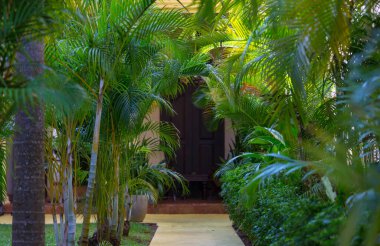 Yaz bahçesinde yeşil bitkiler ve çiçekler