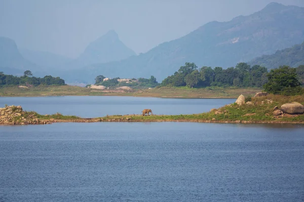 Elefante Sul Lago Blu Dello Sri Lanka — Foto Stock