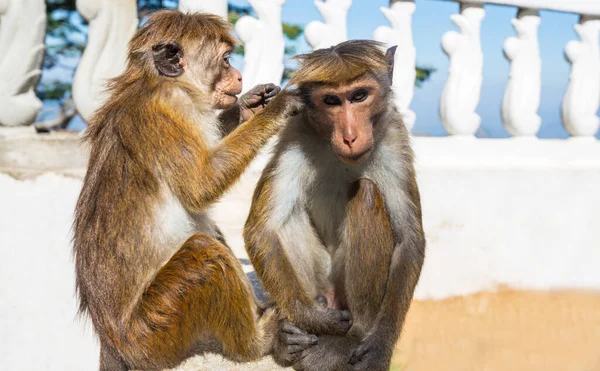 タイの熱帯雨林のサル — ストック写真