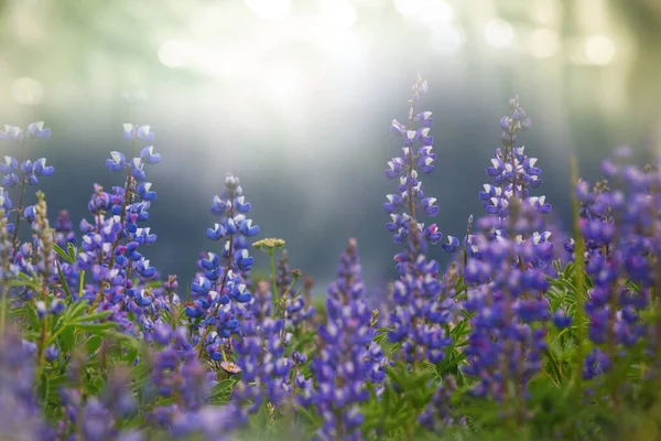 Horská Louka Slunečného Dne Přírodní Letní Krajina — Stock fotografie