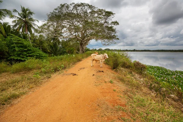 Vaca Estrada Rural Sri Lanka — Fotografia de Stock