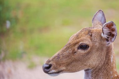 Geyik güzel sonbahar ormanında. Vahşi yaşam sahnesi