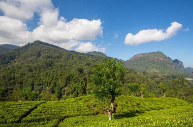 Sri Lanka 'da yeşil doğal manzara _ çay çiftliği