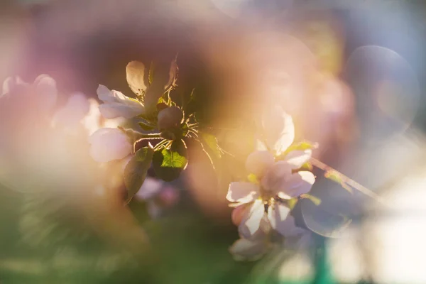 Árvore Florescente Jardim Primavera Fundo Conceitual Primavera — Fotografia de Stock