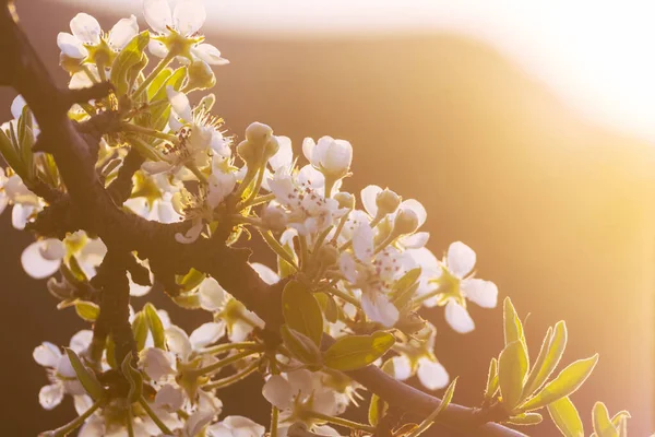 Kwitnąca Drzewo Spring Garden Koncepcyjne Tło Wiosna — Zdjęcie stockowe