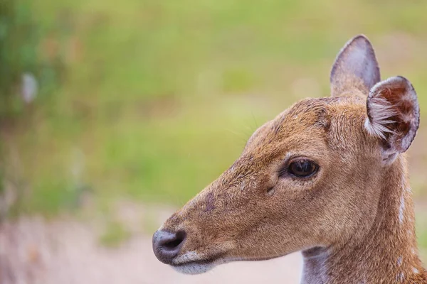 Geyik güzel sonbahar ormanında. Vahşi yaşam sahnesi