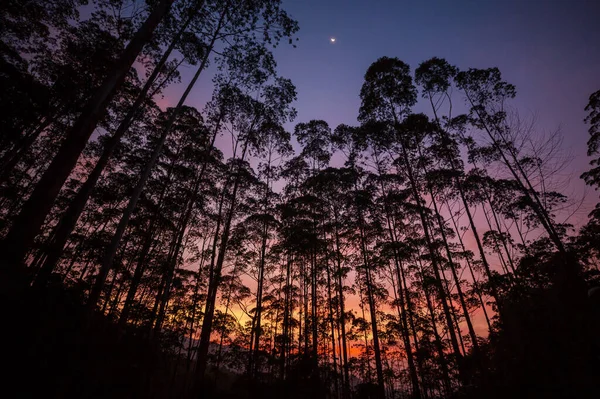 Eukalyptusbaumwald Bei Sonnenuntergang — Stockfoto