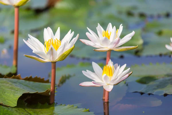 Lotus Tropischen Teich — Stockfoto