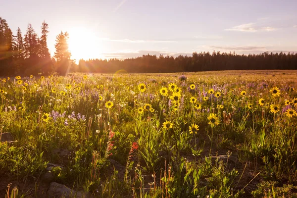 晴れた日に山の牧草地 自然の夏の風景 — ストック写真