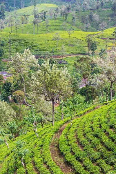 Groene Natuurlijke Landschappen Theeplantage Sri Lanka — Stockfoto