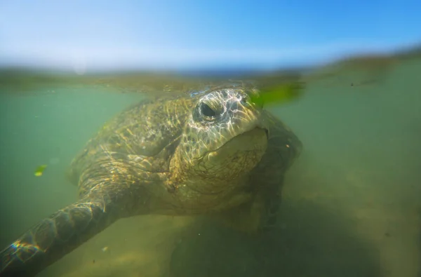 Giant Sea Turtle Underwater Ocean — Stock Photo, Image