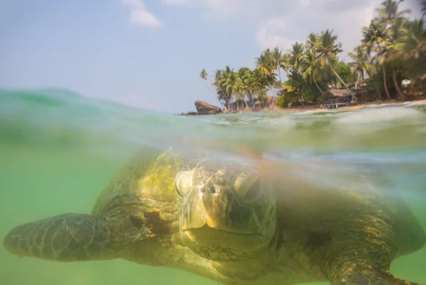 Obří Mořská Želva Pod Vodou Oceánu — Stock fotografie