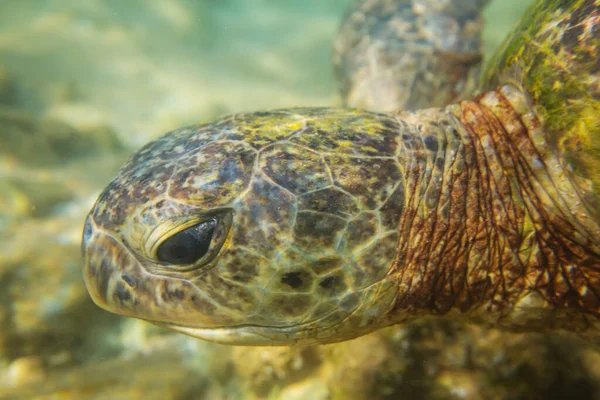 Гигантская Морская Черепаха Океане — стоковое фото