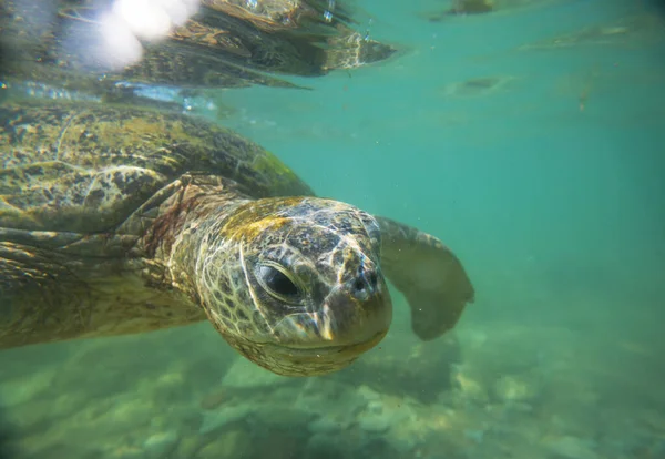 Jättehavssköldpadda Vatten Havet — Stockfoto