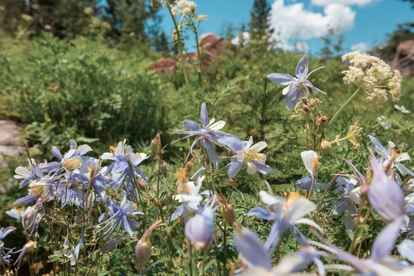 Wild Flowers Summer Meadow — Foto de Stock