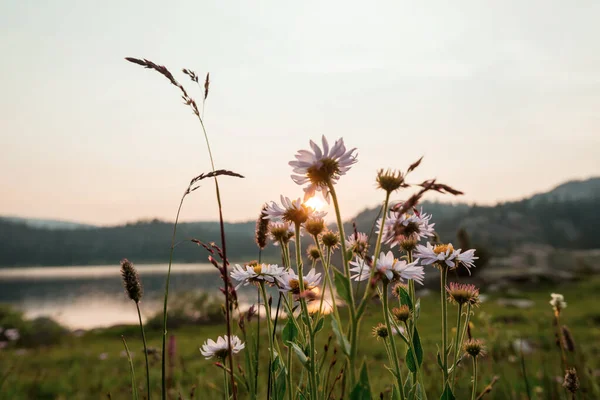 Wild Flowers Summer Meadow — Photo