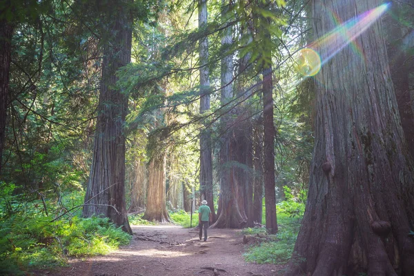 Άνθρωπος Πεζοπορία Κόλπο Μονοπάτι Στο Δάσος Φύση Πεζοπορία Αναψυχής Ταξίδι — Φωτογραφία Αρχείου