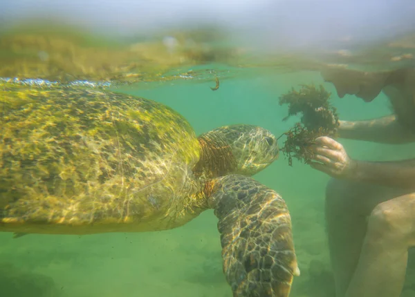 Αγόρι Που Κολυμπάει Μια Γιγάντια Θαλάσσια Χελώνα Στον Ωκεανό Στη — Φωτογραφία Αρχείου