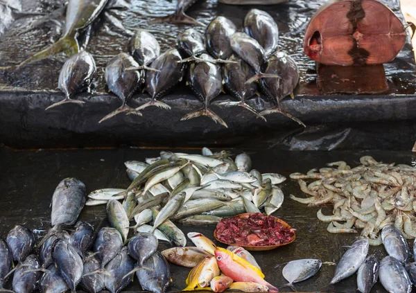 Fresh Fish Fish Market Sri Lanka — Stock Photo, Image