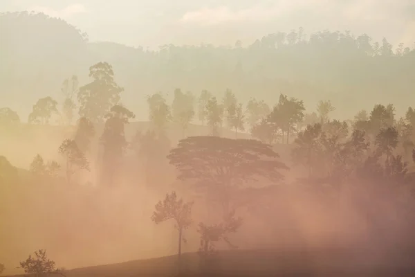 Туман Лесу Шри Ланке — стоковое фото