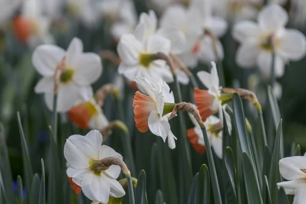 Narcissus Blommor Vårsäsongen — Stockfoto