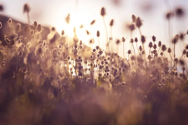 Schöne Wildblumen Auf Einer Grünen Wiese Sommer Natürlicher Hintergrund — Stockfoto