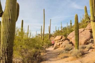 Büyük Saguaro kaktüsü bir dağda, Arizona, ABD
