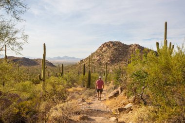 Büyük Saguaro kaktüsü bir dağda, Arizona, ABD